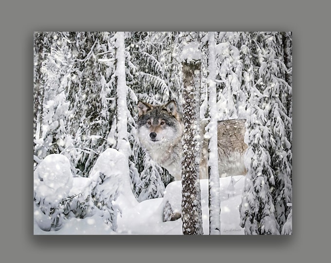 Timber Wolf Fine Art Print By Artist Lynn A. Marie