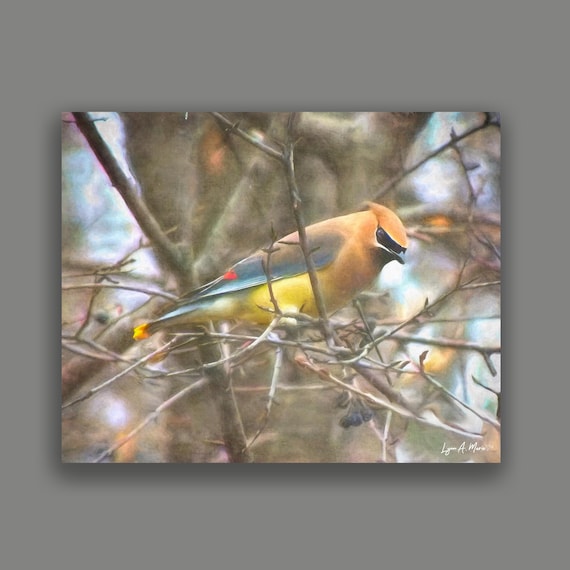 Cedar Waxwing Bird Art Print: Wildlife Painting, Archival Paper