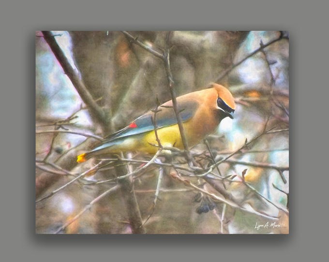 Cedar Waxwing Bird Fine Art Wildlife Print By Artist Lynn A Marie
