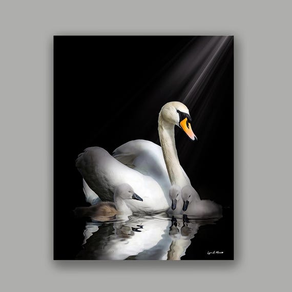 Mute Swan Art Print: Archival Giclee, Wildlife Art by Lynn A. Marie