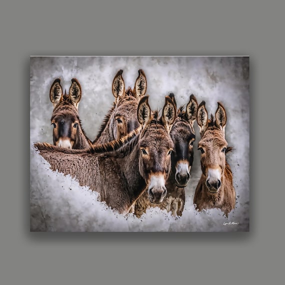 Donkey Burro Equine Fine Art Print By Lynn A. Marie