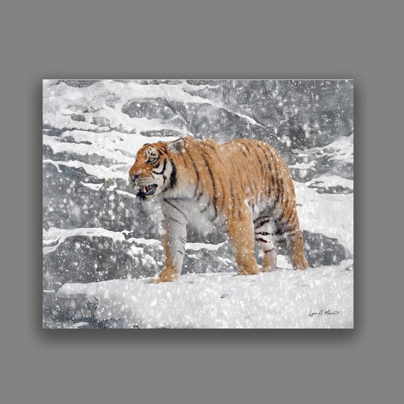 Siberian Tiger Fine Art Wildlife Print by Artist Lynn A. Marie