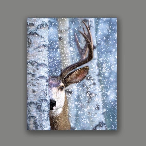 Mule Deer Art Print: Archival Giclee, By Artist Lynn A. Marie