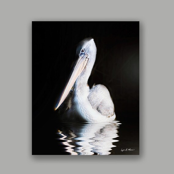 White Pelican Fine Art Print: Coastal Bird Wall Decor by artist Lynn A. Marie