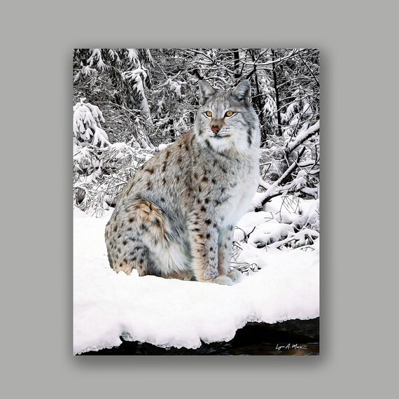 Siberian Lynx Art Print: Archival Giclee, Wildlife Art by Lynn A. Marie