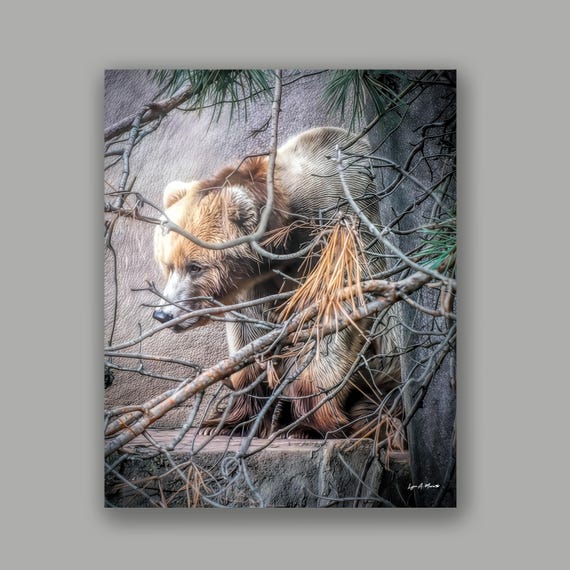 Grizzly Bear Art Print: Archival Giclee, Lynn A. Marie