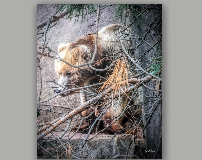 Grizzly Bear Fine Art Print By Artist Lynn A. Marie