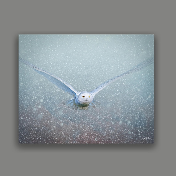 Snowy Owl Fine Art Print by Artist Lynn A. Marie, Great Gift Idea