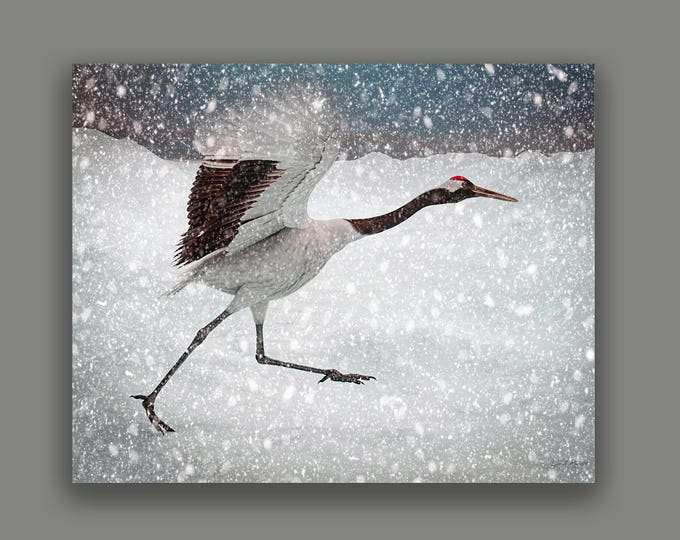 Red Crowned Crane Fine Art Print By Artist Lynn A. Marie