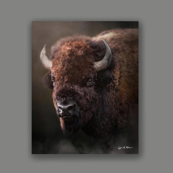 Bison Giclee Art Print: Vertical Wildlife Art By Artist Lynn A. Marie