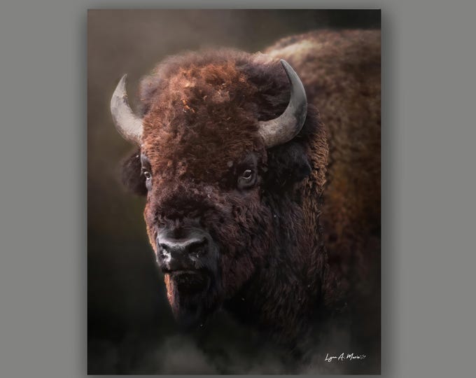 Bison Fine Art Wildlife PrintvBy Artist Lynn A. Marie