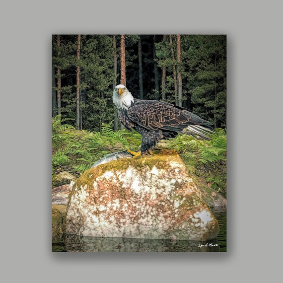 Bald Eagle Fine Art Print: Wildlife Art by Lynn A. Marie