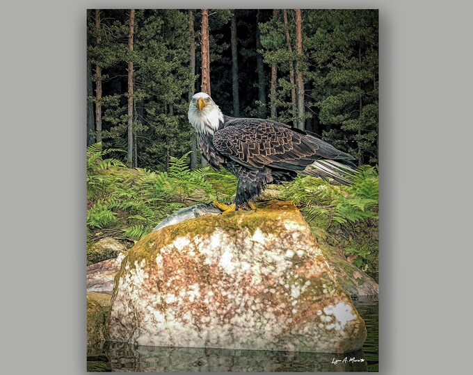 Bald Eagle Wildlife Fine Art Print by Artist Lynn A. Marie