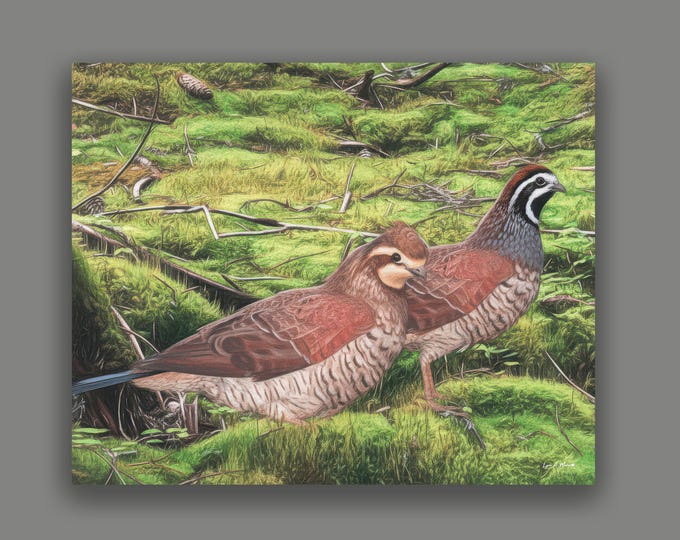 Quail Fine Art Wildlife Print By Artist Lynn A. Marie