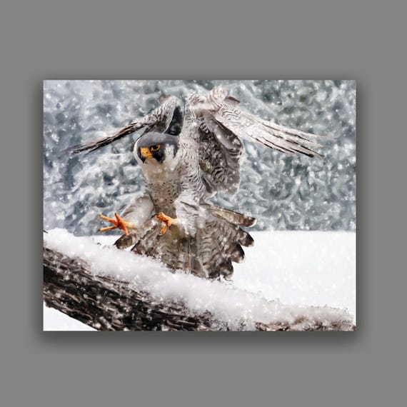 Falcon Art Print: Archival Giclée, Realistic Bird of Prey, By Artist Lynn A. Marie