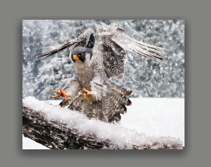 Falcon Art Print: Archival Giclée, Realistic Bird of Prey, By Artist Lynn A. Marie