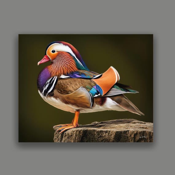 Mandarin Duck Fine Art Print: Archival Giclee Print, Lynn A. Marie