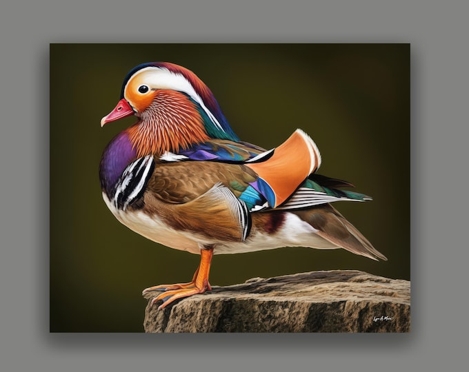Mandarin Duck Wildlife Fine Art Print by artist  Lynn A. Marie