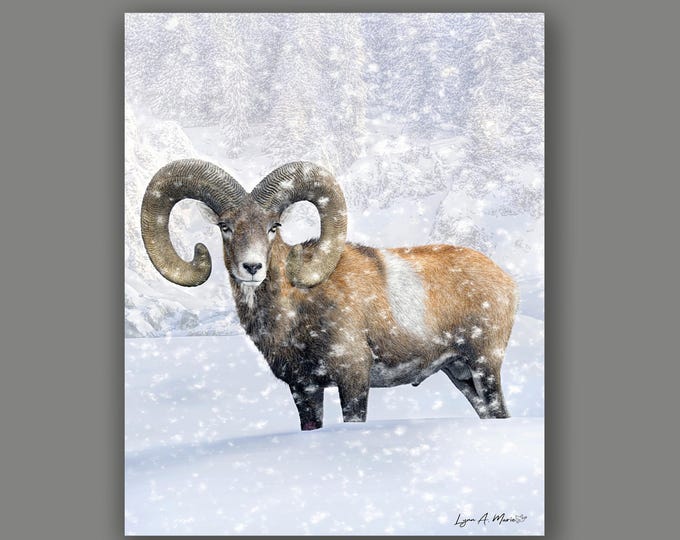 Mouflon Bighorn Sheep Fine Art Wildlife Print By Artist Lynn A. Marie