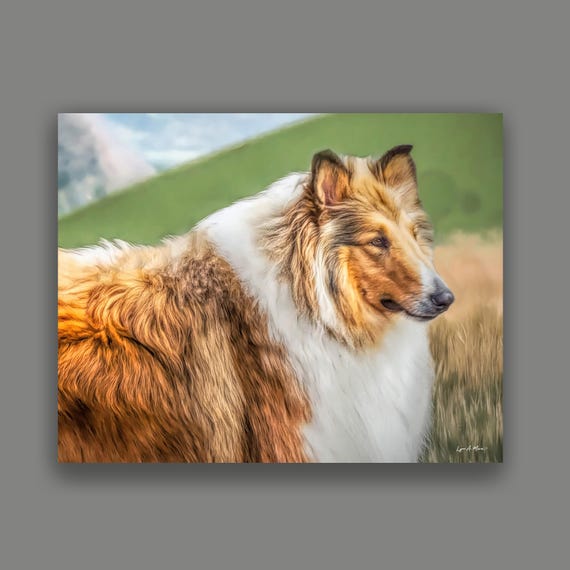 Rough Collie Art Print: Archival Giclee, Dog Portrait, By Artist Lynn A. Marie