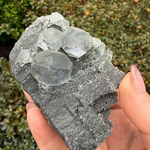 Op de afbeelding: Een cluster van doorschijnende, zeshoekige fluorietkristallen ligt op een donkergrijze, getextureerde matrix. De kristallen hebben een lichtgroene tint en reflecteren licht. De achtergrond is wazig en toont groen gebladerte.