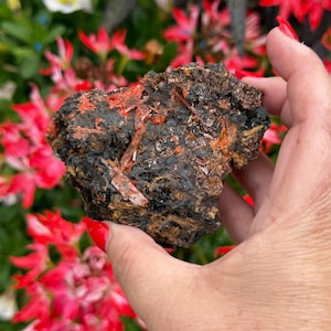 Könnte beinhalten: Ein raues, dunkel gefärbtes Mineralexemplar mit leuchtend orangefarbenen und rotbraunen kristallinen Strukturen. Das Mineral wird in einer Hand mit rotem Nagellack gehalten, vor dem Hintergrund roter Blumen und grünem Laub.