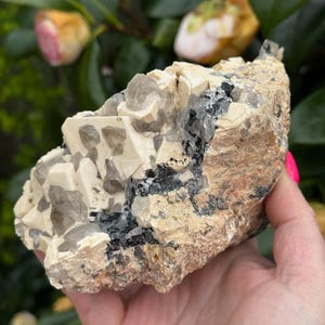 Può includere: Un campione di minerale naturale con una miscela di cristalli beige, grigi e neri. La roccia ha una superficie ruvida e strutturata con varie formazioni cristalline. Lo sfondo mostra un fogliame verde sfocato e fiori.