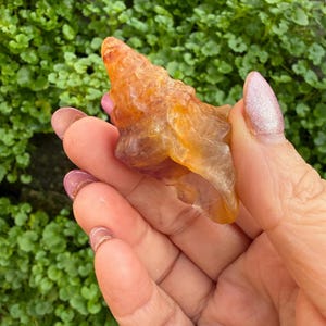 Op de afbeelding: Een ruwe, oranje gekleurde edelsteen met een doorschijnende kwaliteit wordt in een hand gehouden. De steen heeft een ruwe, ongelijke textuur en verschillende tinten oranje en amber. De achtergrond toont een dichte cluster van groen gebladerte.