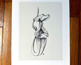 Pitcher Plant Floral Pen and Ink 8x10 Unframed Print - Poisonous Plant Series