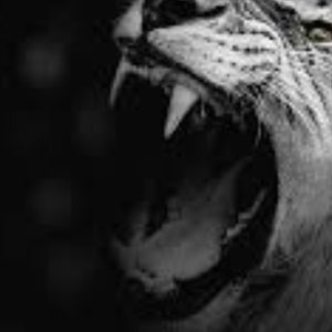 May include: Black and white image of a lion's face with its mouth open, showing its teeth. The text "UNLEASH YOUR POTENTIAL" is at the top of the image, and the text "A GUIDE TO MOTIVATION & SELF IMPROVEMENT" is at the bottom.