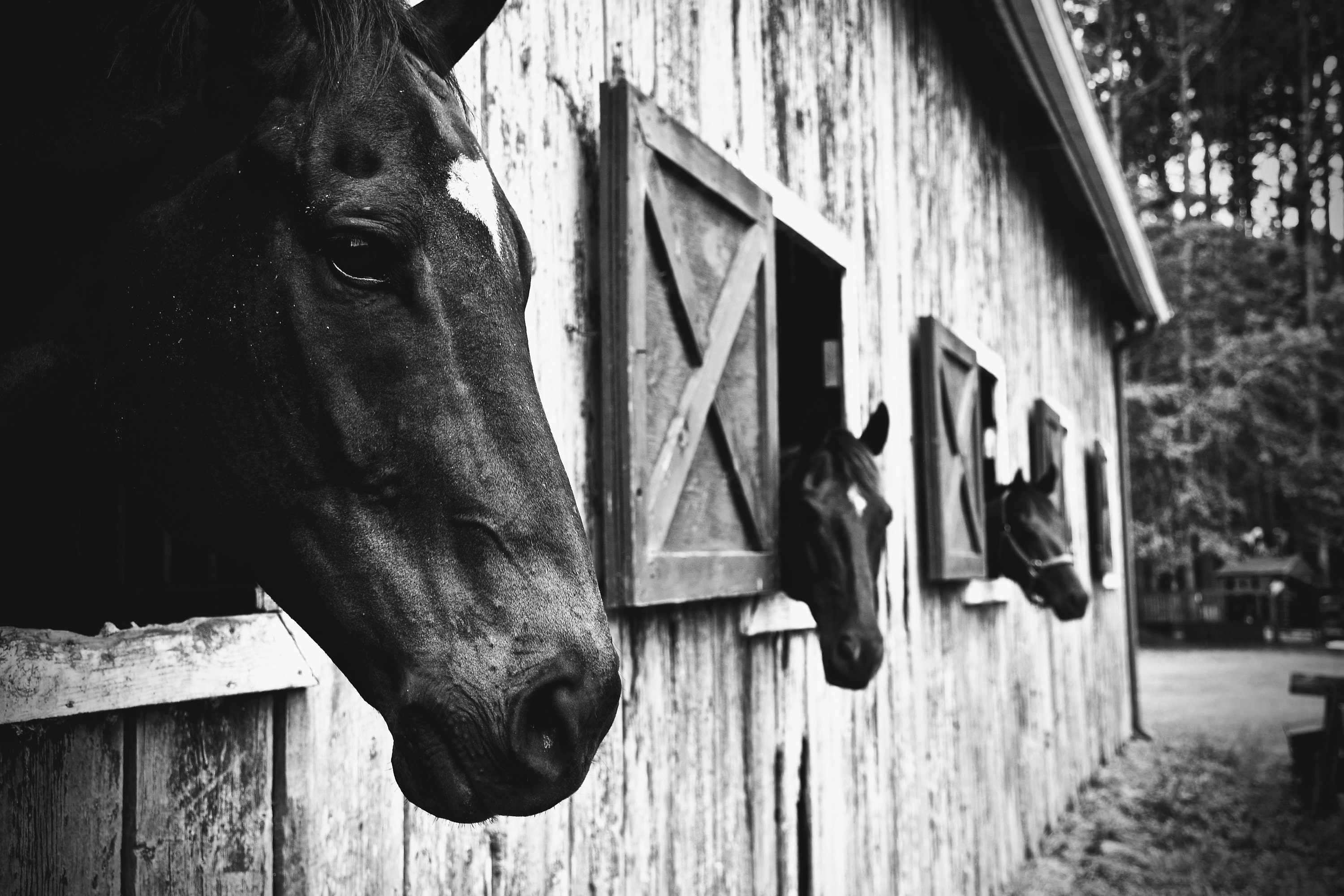 Rustic Barn and Horses in Black and White - Etsy