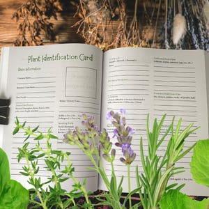 Pu&ograve; includere: Un libro aperto intitolato "Plant Identification Card" con sezioni a righe per i dati. Erbe fresche e rametti di lavanda incorniciano il libro. Una clip nera tiene aperte le pagine. Lo sfondo &egrave; una superficie di legno.
