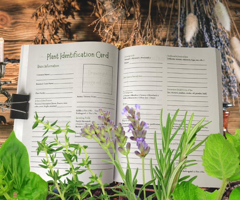 Pu&ograve; includere: Un libro aperto intitolato "Plant Identification Card" con sezioni a righe per i dati. Erbe fresche e rametti di lavanda incorniciano il libro. Una clip nera tiene aperte le pagine. Lo sfondo &egrave; una superficie di legno.