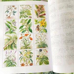 Pu&ograve; includere: Un libro aperto che mostra illustrazioni botaniche di varie piante e fiori. Ogni illustrazione &egrave; in un quadrato separato, che mostra disegni dettagliati di erbe, fiori e un'ape. Le pagine contengono anche un testo sbiadito.