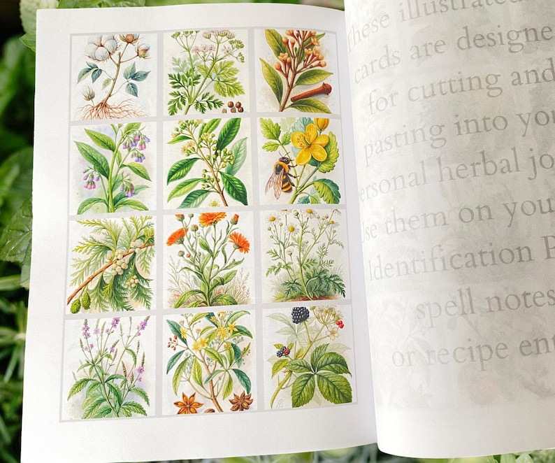 Pu&ograve; includere: Un libro aperto che mostra illustrazioni botaniche di varie piante e fiori. Ogni illustrazione &egrave; in un quadrato separato, che mostra disegni dettagliati di erbe, fiori e un'ape. Le pagine contengono anche un testo sbiadito.