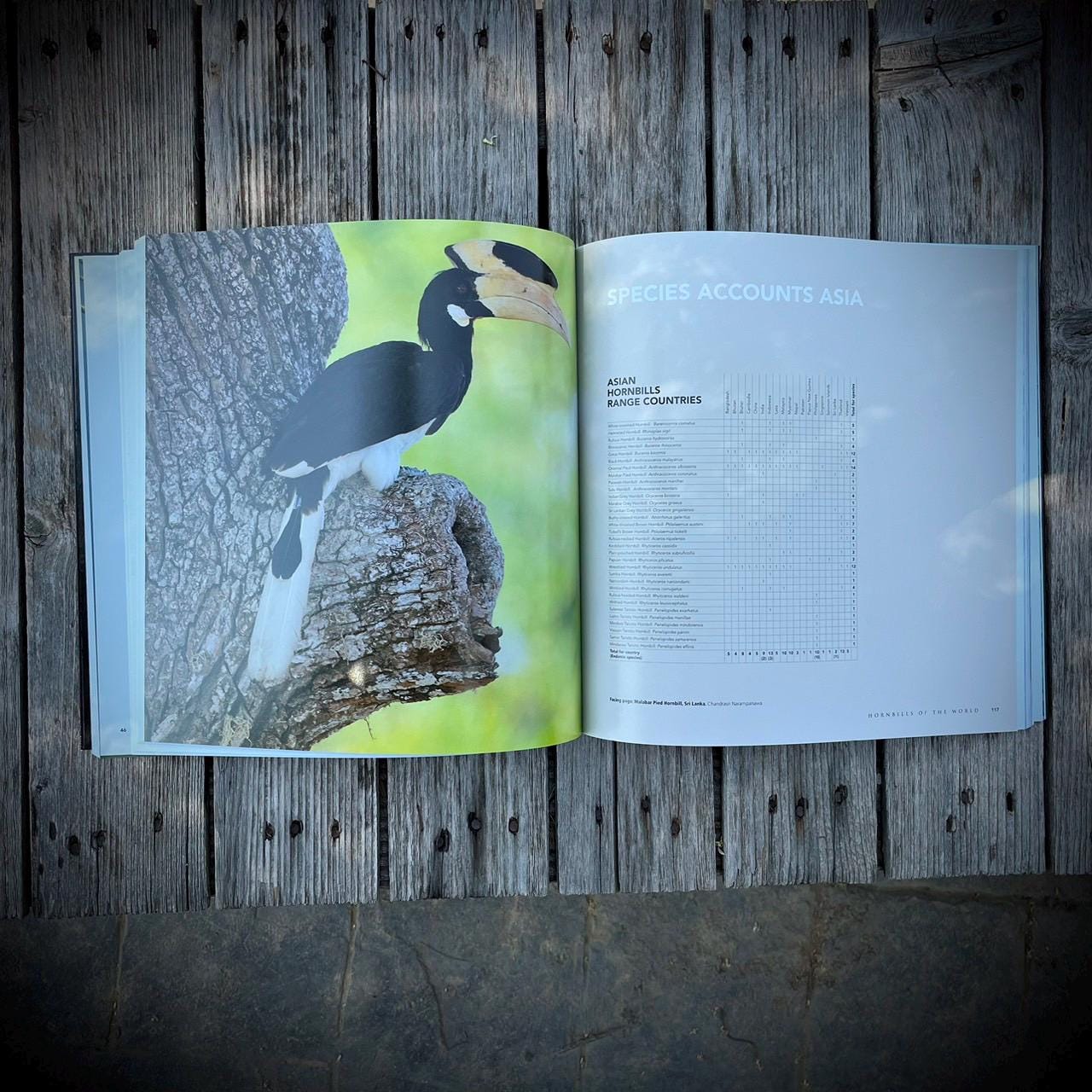 Hornbills of the World A Photographic Guide Book - Etsy