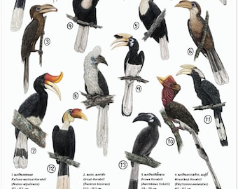 Hornbills of the World A Photographic Guide Book - Etsy