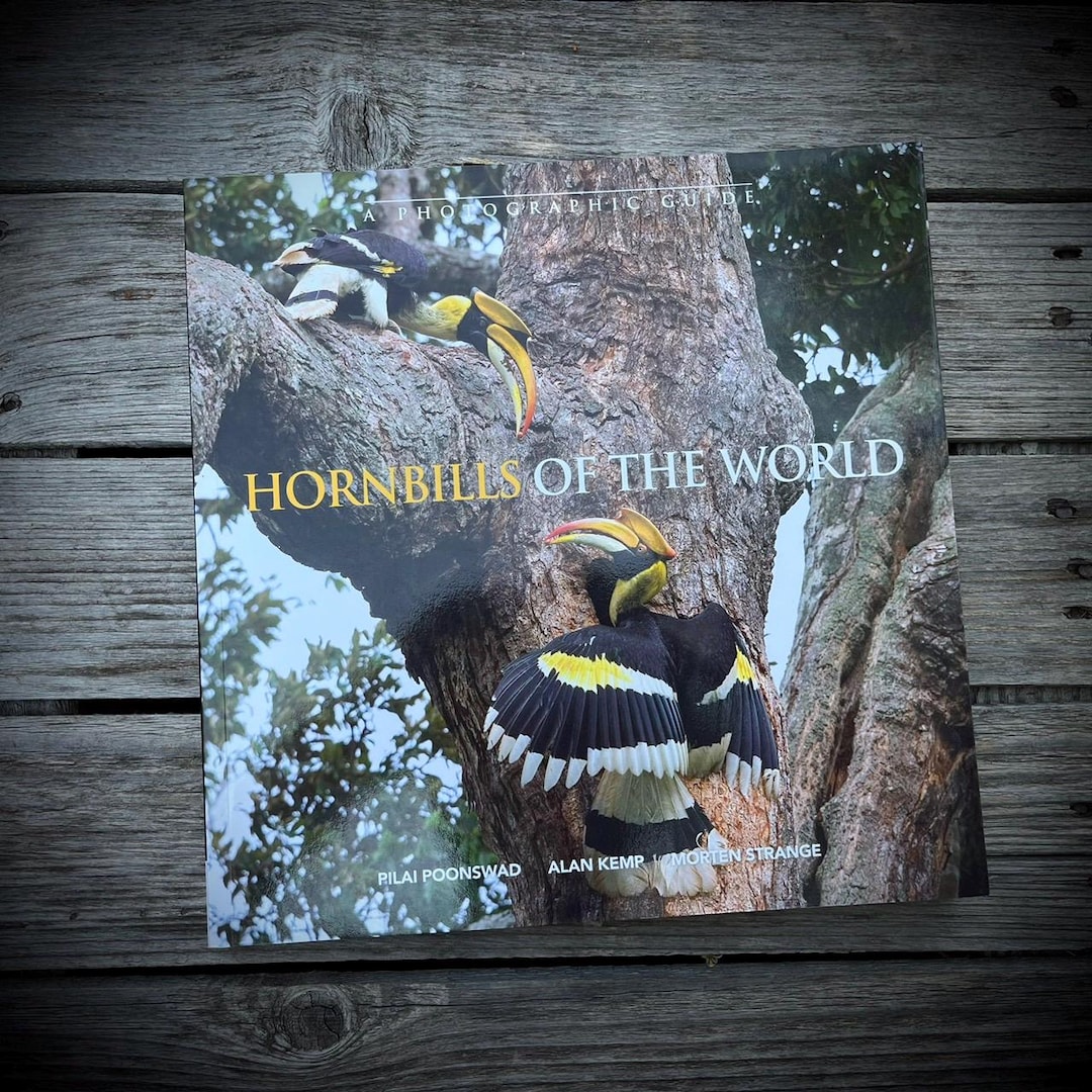 洋書 Hornbill and Dragon il_1080xN.6936634964_lm77.jpg