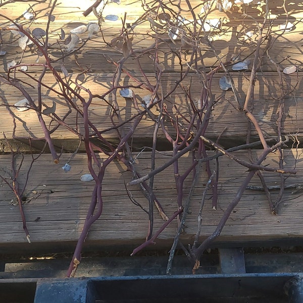 Usable Manzanita Twigs & Sticks- Perfect for Crafts, Ornaments, Home Decor, DIY Projects, etc.