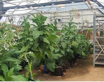 Seed Collection: Marigold, Zinnia, Sunflower, Corn, Celery, Tobacco - SHIPS FREE*