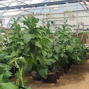 Tobacco Seed Packet for Planting - Variety Mix - SHIPS FREE (US Domestic)