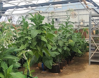 Tobacco Seed Packet for Planting - Variety Mix - SHIPS FREE (US Domestic)
