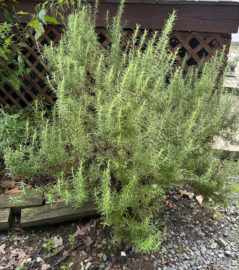 Arp Rosemary 4 Pot Coldhardy Winter Herb Rosemarinus Officials Arp Etsy