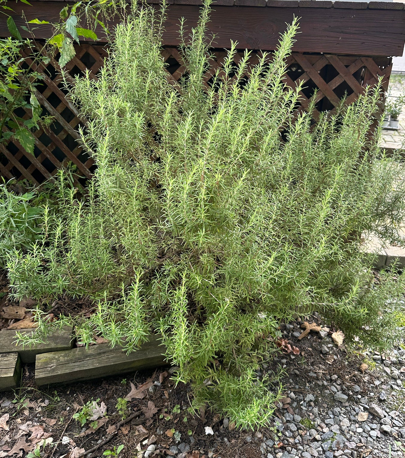 Arp Rosemary 4 Starter Plant Coldhardy Etsy