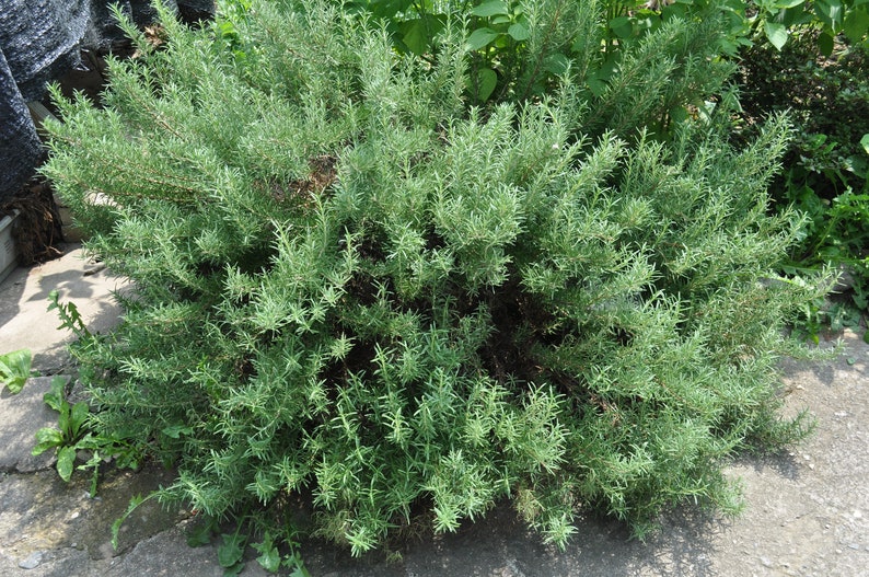 Arp Rosemary 4 Starter Plant Coldhardy Etsy