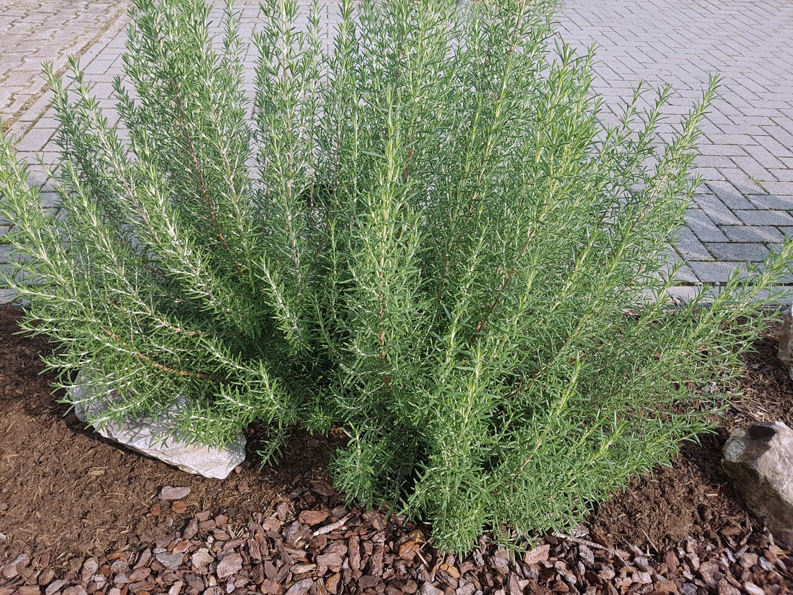 Arp Rosemary 4 Starter Plant Coldhardy Etsy