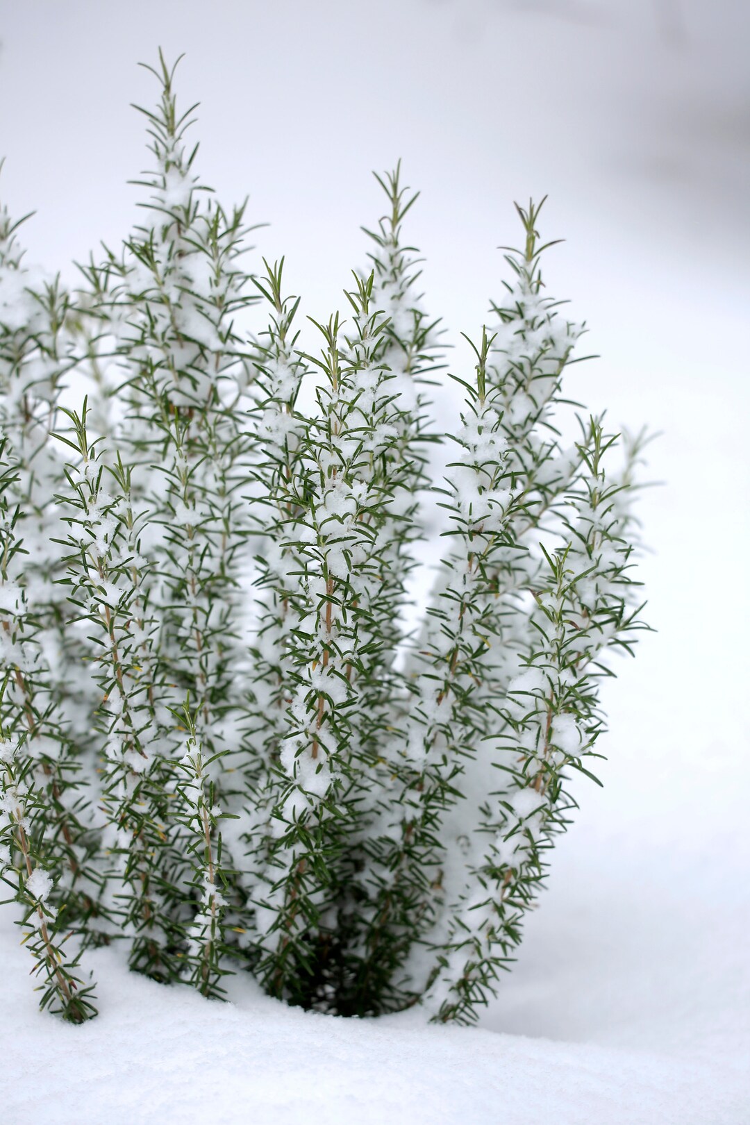 Arp Rosemary 4 Pot Coldhardy Winter Herb Rosemarinus Officials Arp Etsy