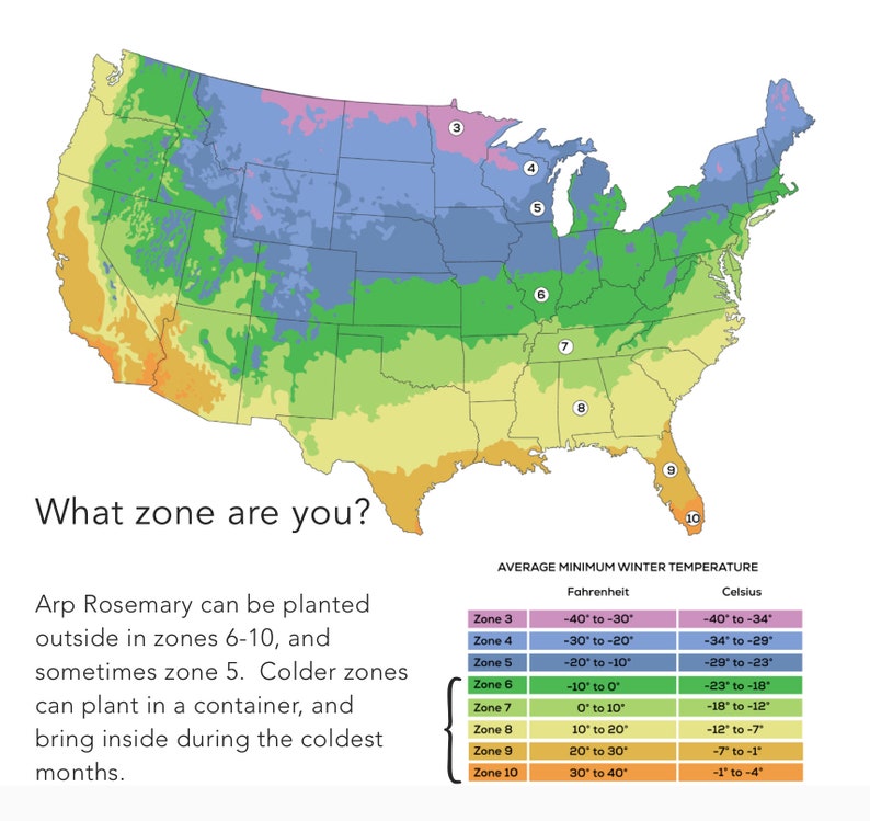 Arp Rosemary 4 Pot Coldhardy Winter Herb Rosemarinus Officials Arp Etsy