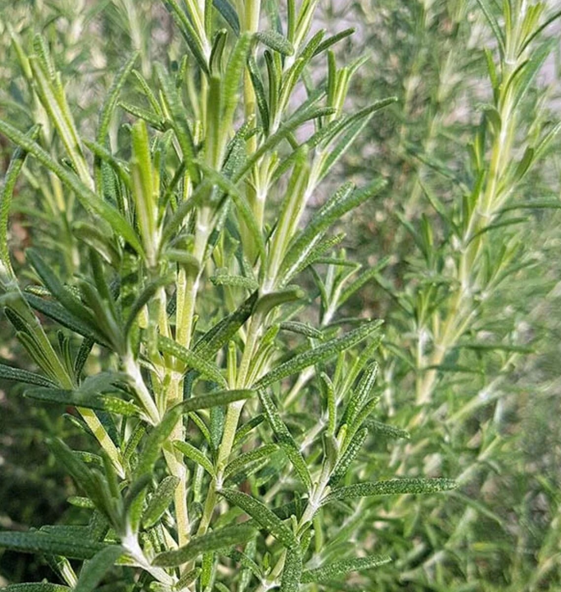 Arp Rosemary 4 Starter Plant Coldhardy Etsy