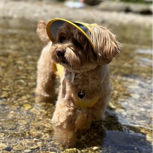 May include: A small, light brown dog wearing a yellow sun hat with a visor. The dog is standing in a shallow stream of water with rocks on the bottom.